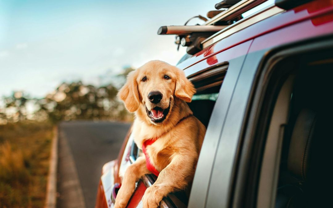 Dog’s Day Out: 3 Tail-Wagging Itineraries from Your Pet-Friendly Vacation Rental