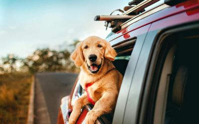 Dog’s Day Out: 3 Tail-Wagging Itineraries from Your Pet-Friendly Vacation Rental